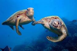Cayman Islands Scuba Diving Holiday. Little Cayman Dive Centre. Turtles.